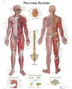 Plansza edukacyjna - układ nerwowy BS VR1620L