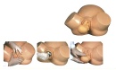 Model treningowy/ sprzęt szkoleniowy do ćwiczenia umiejętności położniczych/ symulacja porodu HUG 8